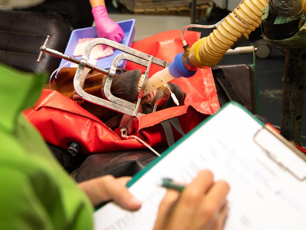 24-stunden-notdienst-pferd 24 stunden notdienst pferd