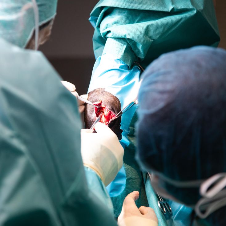 chirurgie-bei-pferd chirurgie bei pferd