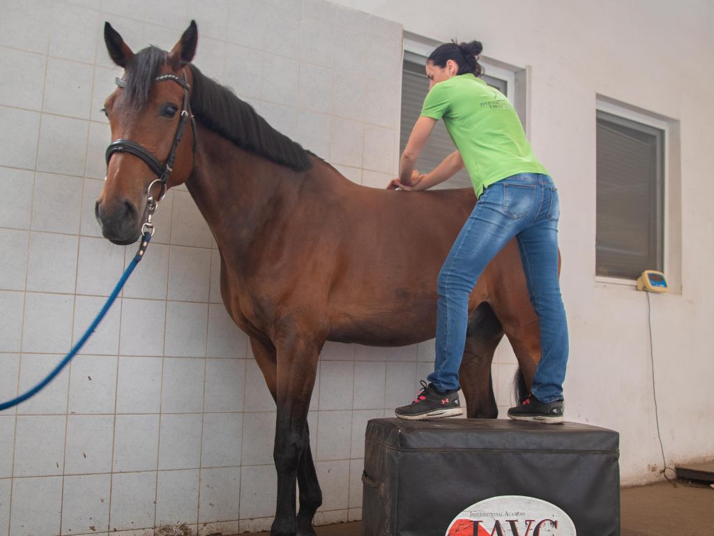 physiotherapie-fuer-pferde physiotherapie fuer pferde