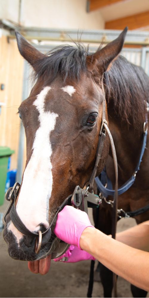 zahnmedizinische-behandlung-pferd zahnmedizinische behandlung pferd