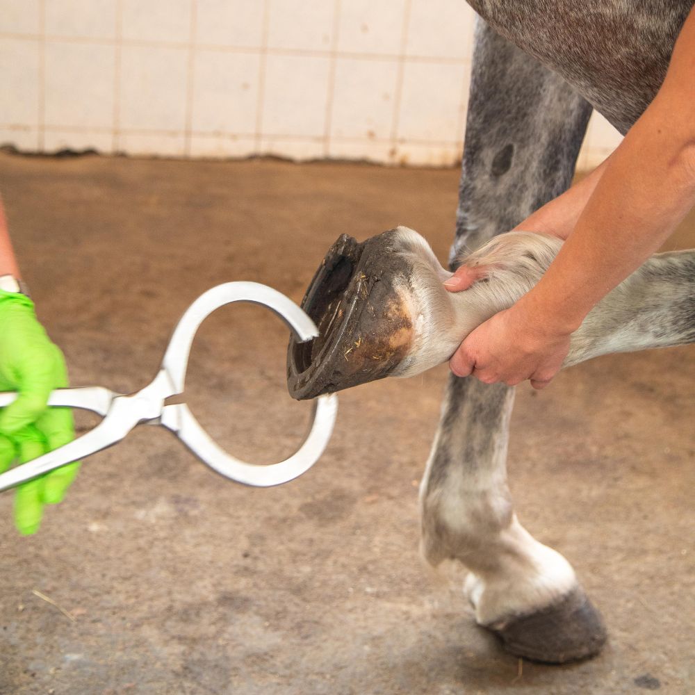 631A2656_Orthopaedie 631A2656 Orthopaedie