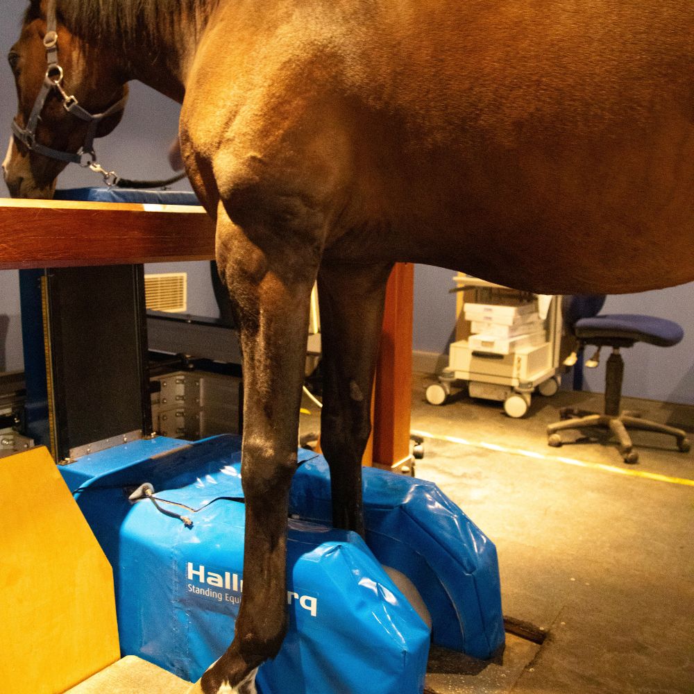 631A2817_MRT_Pferdstehend 631A2817 MRT Pferdstehend