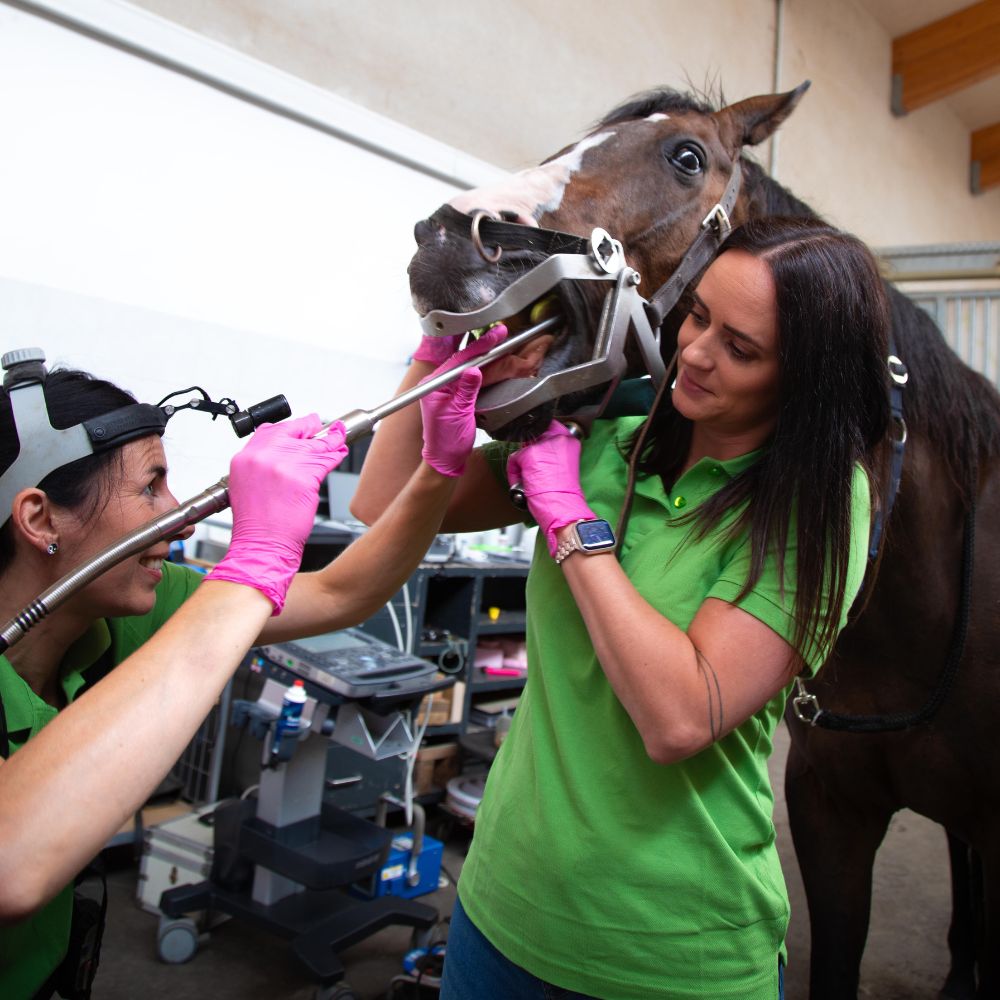 631A2926_Maulsperre 631A2926 Maulsperre